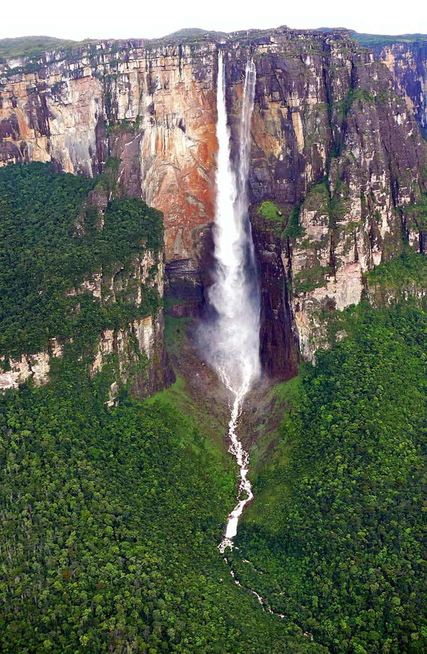 Vegetation omkring Angel Falls: Wallpaper