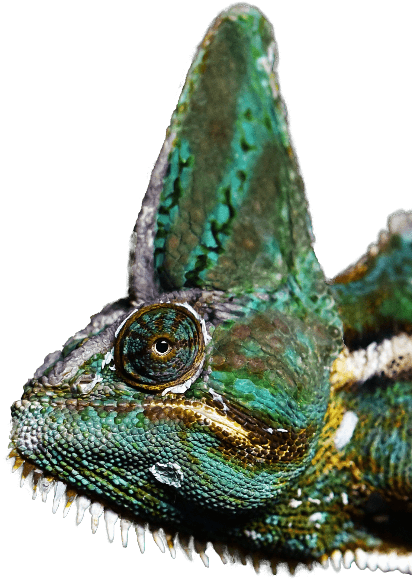 Veiled Chameleon Closeup.png PNG