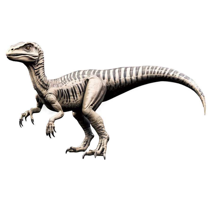 Velociraptor Comparative Anatomy Png 06202024 PNG