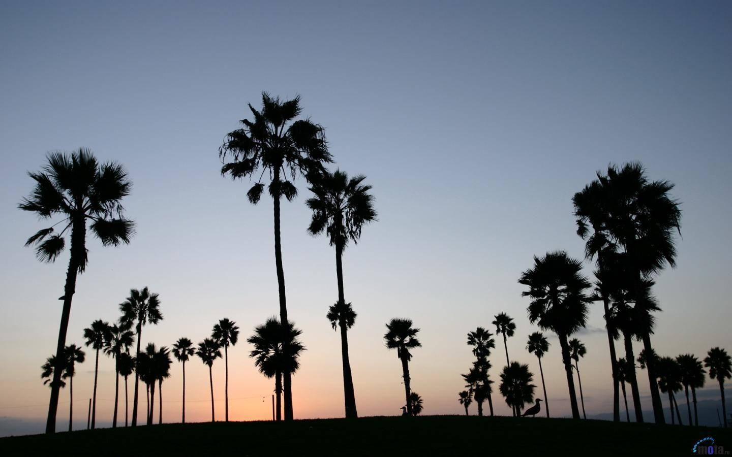Atardeceren Venice Beach, Árboles En Tonos Azules Y Rosas Fondo de pantalla