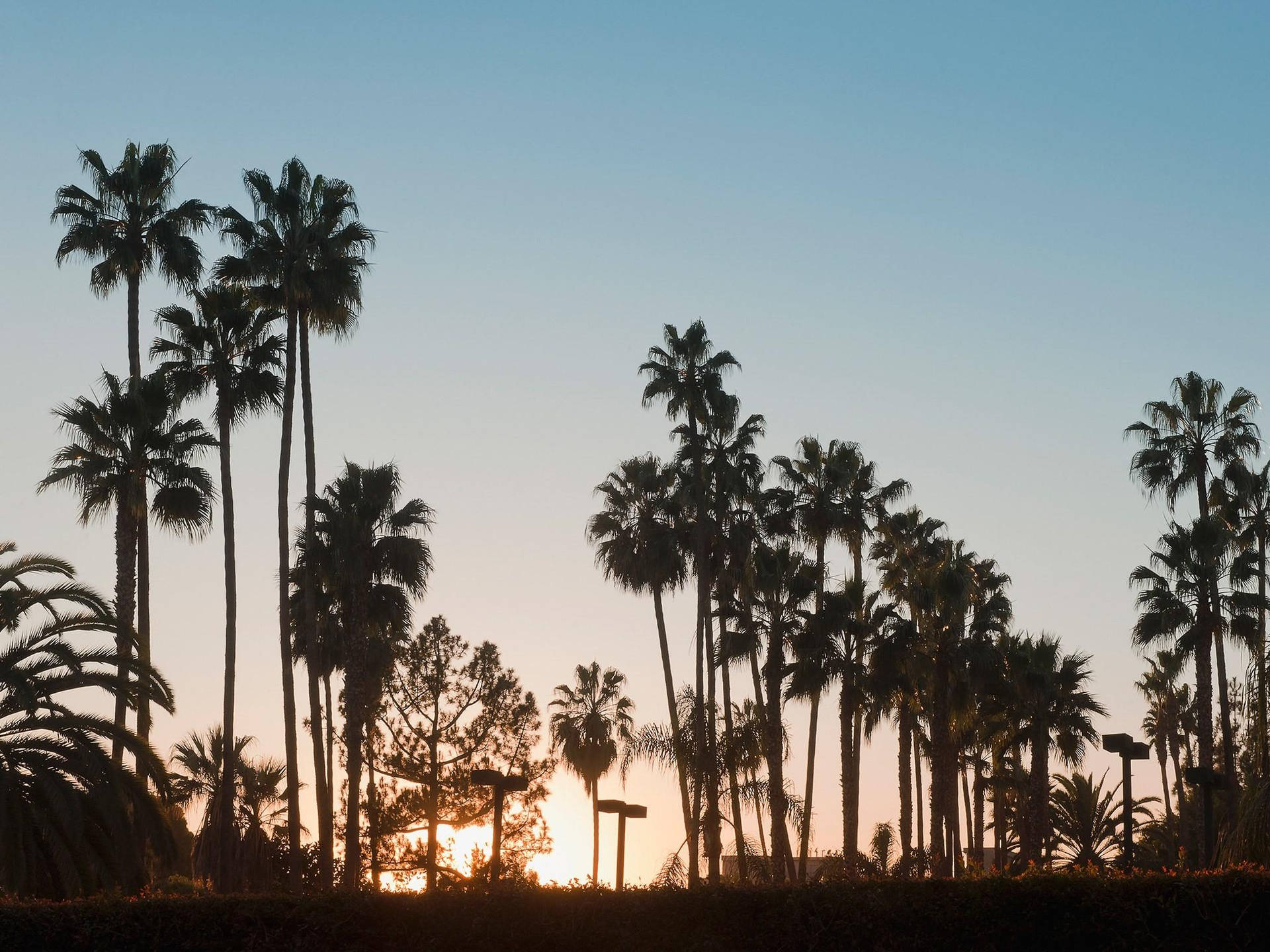 Majestic Palm Trees Gracing the Sunny Skies of Venice Beach Wallpaper