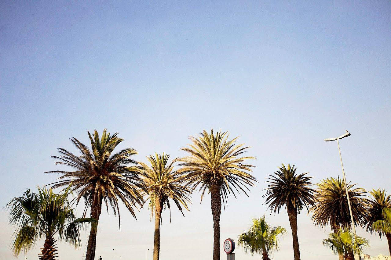 Venice Beach Palm Trees Tops Wallpaper