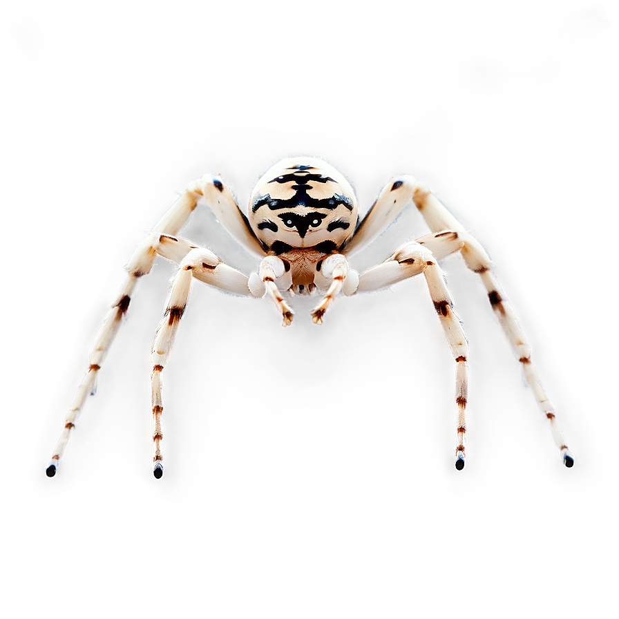 Download Venomous Spider Png Byi58 | Wallpapers.com