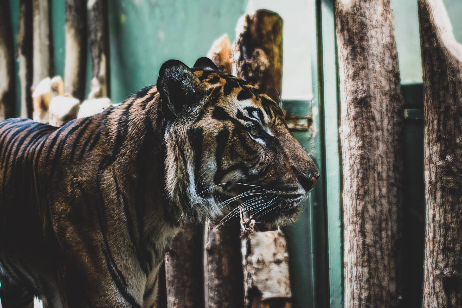 Veracious Tiger Hd In Captivity Wallpaper