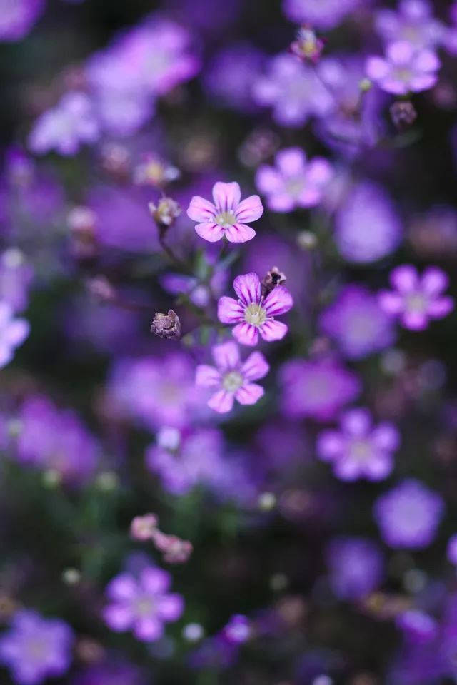 Verbena Small Purple Flowers Iphone Wallpaper