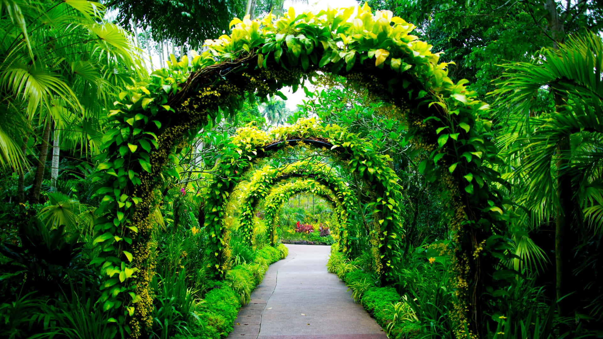 Voûte Verdoyante Des Jardins Botaniques De Singapour Fond d'écran