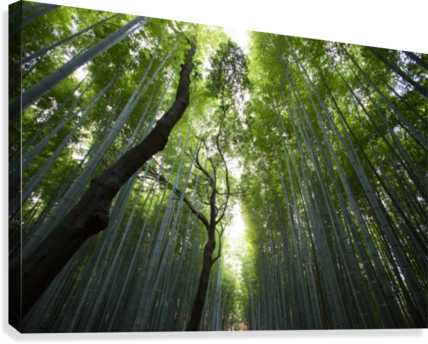 Verdant Bamboo Forest Canopy PNG
