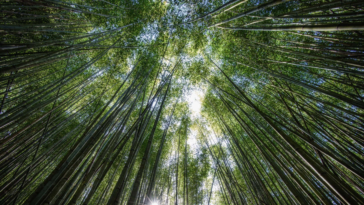 Verdant_ Bamboo_ Forest_ Canopy_ H D Wallpaper