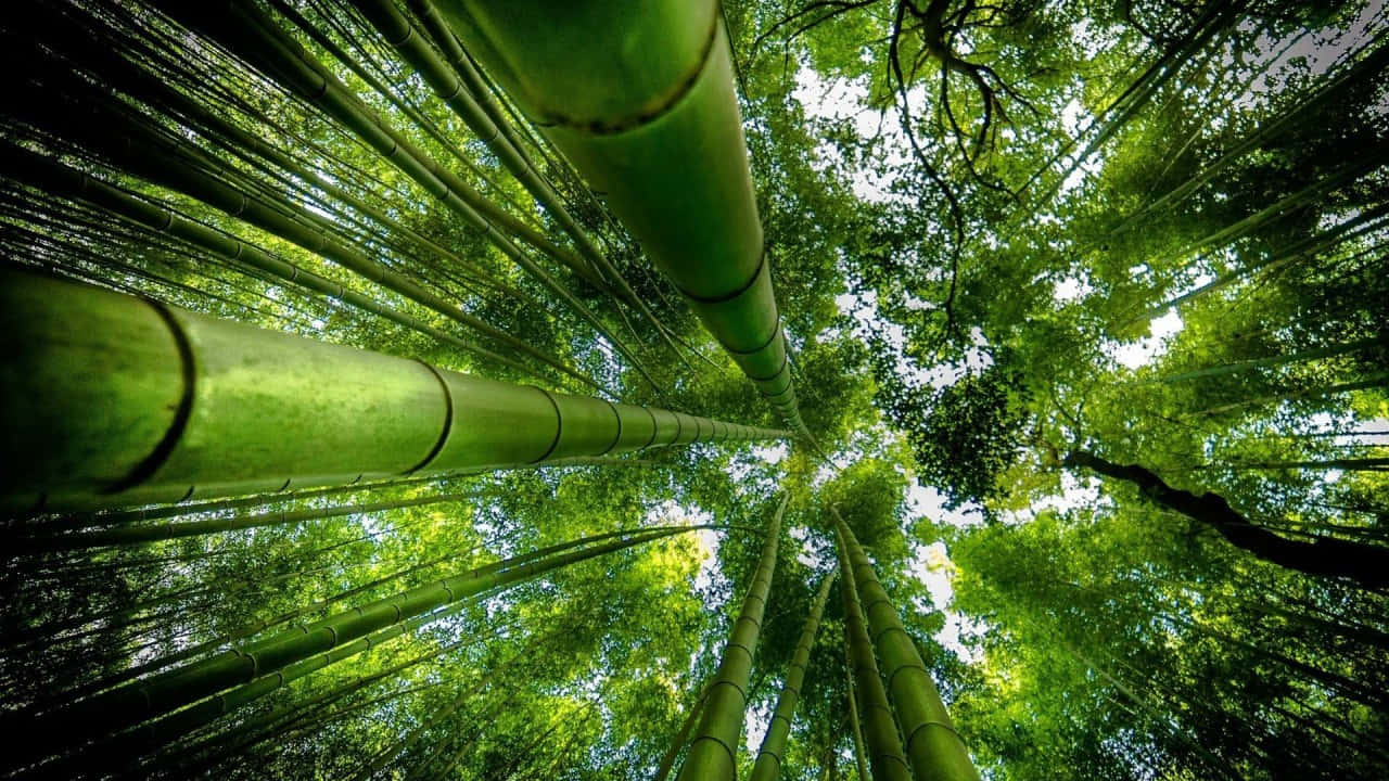 Verdant_ Bamboo_ Forest_ Canopy_ H D Wallpaper