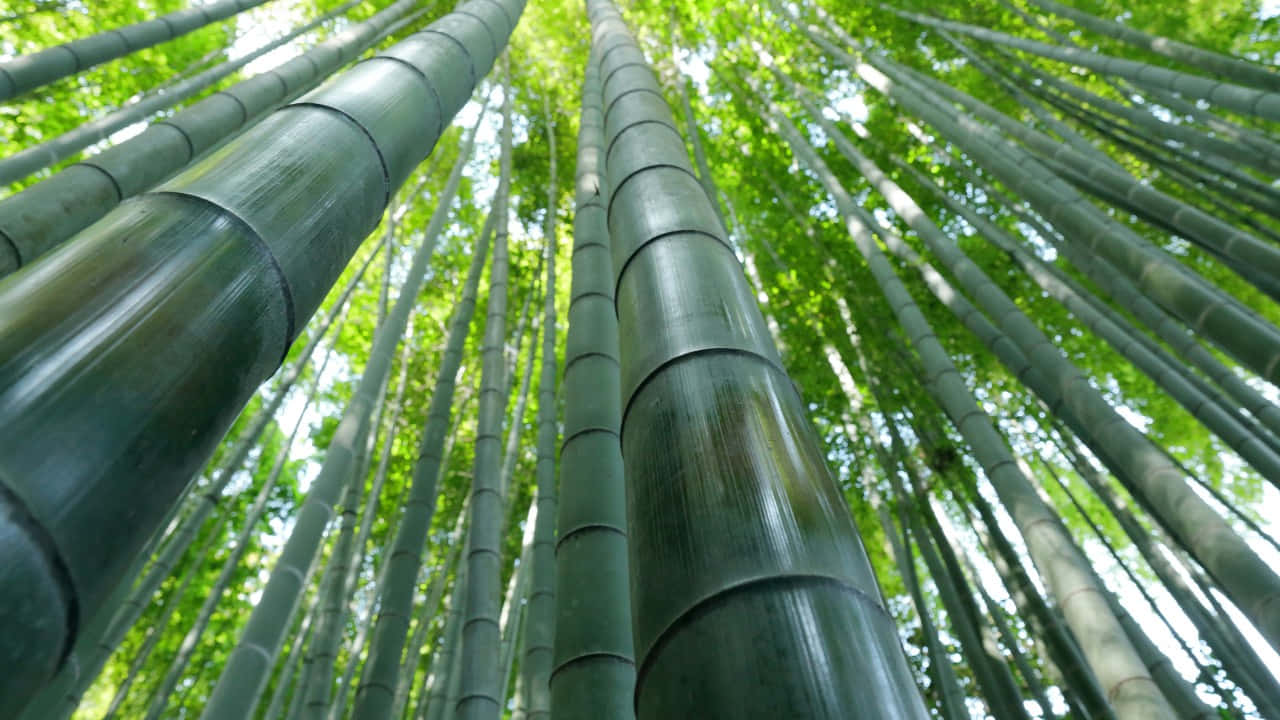 Verdant_ Bamboo_ Forest_ Canopy.jpg Wallpaper