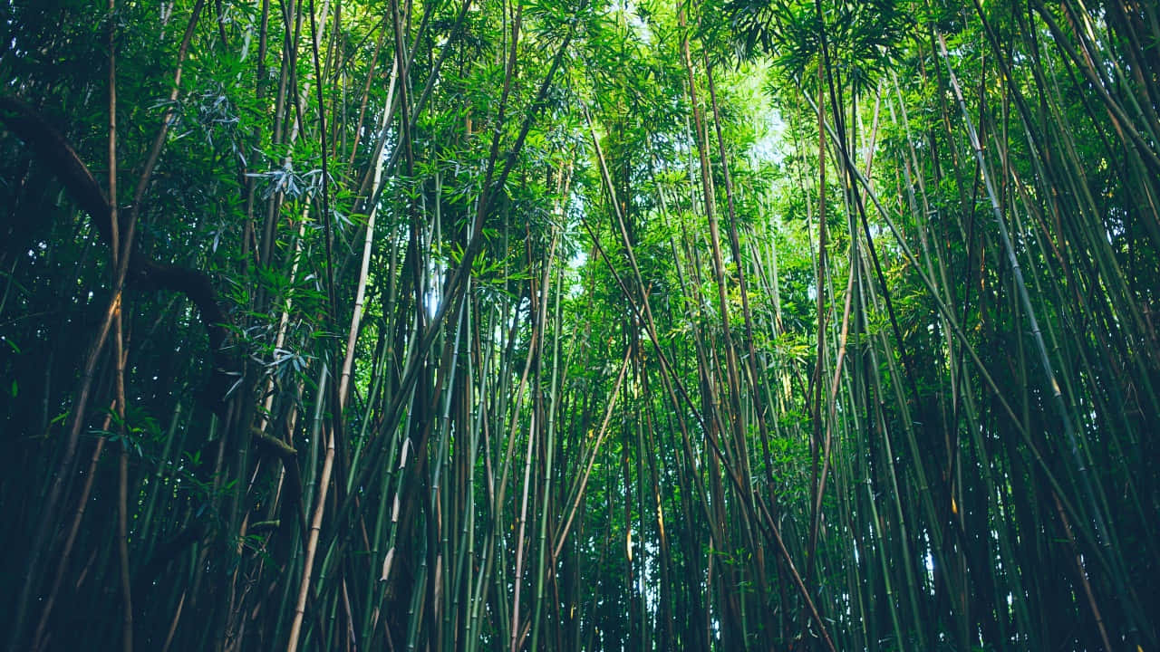 Verdant_ Bamboo_ Forest_ Canopy.jpg Wallpaper