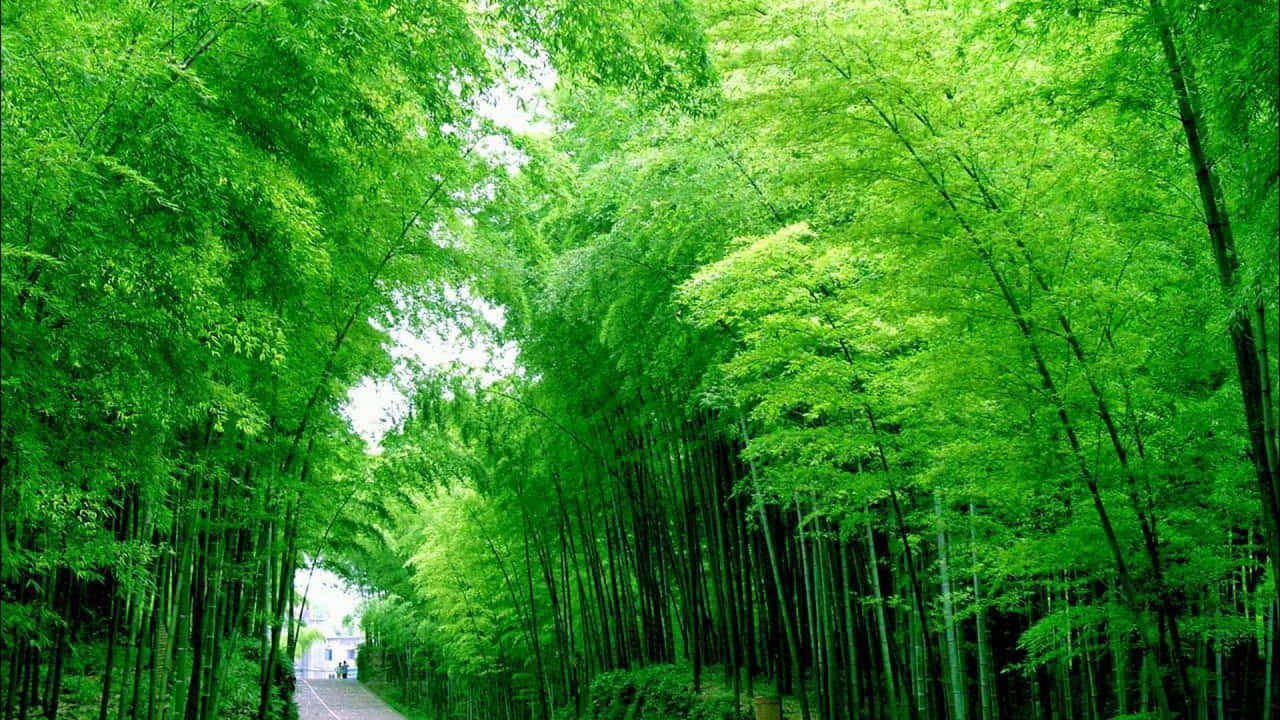 Verdant_ Bamboo_ Forest_ Path.jpg Wallpaper