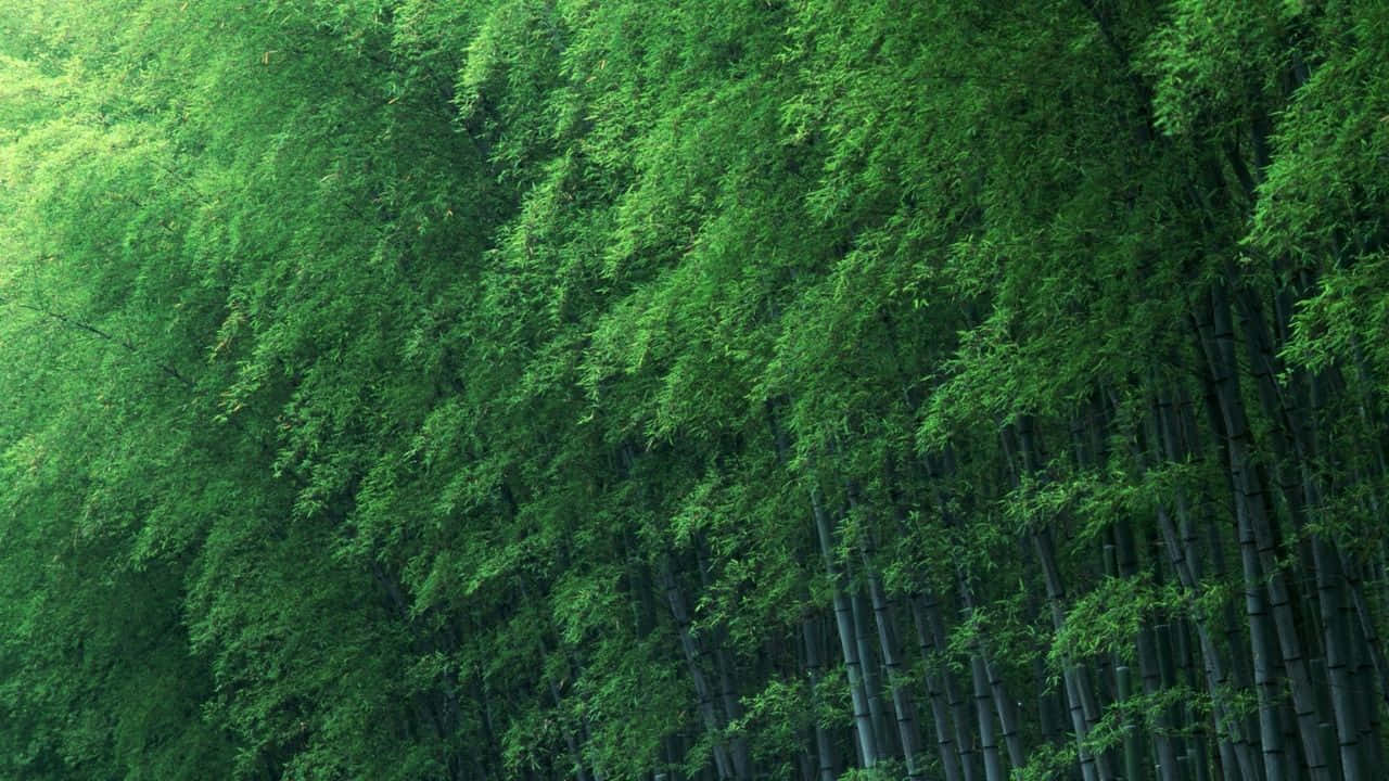 Verdant_ Bamboo_ Forest_ Slope_ H D Wallpaper