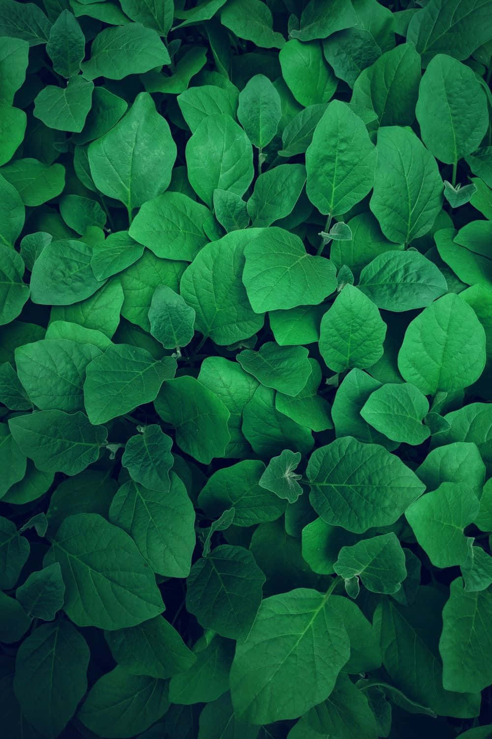 Verdant Canopy - A Close View Of Green Leaves