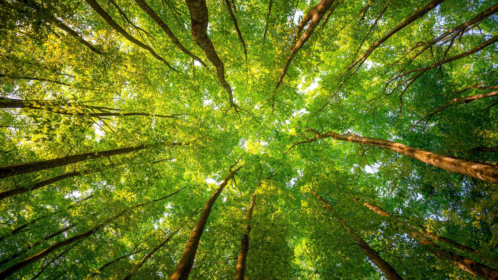 Groene Canopy Hemelzicht 4k Achtergrond