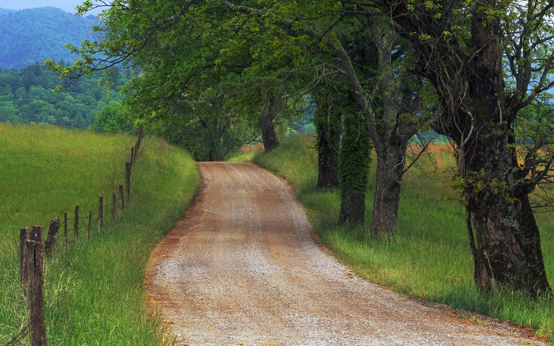 Verdant Countryside Road Trees In Tennessee Background
