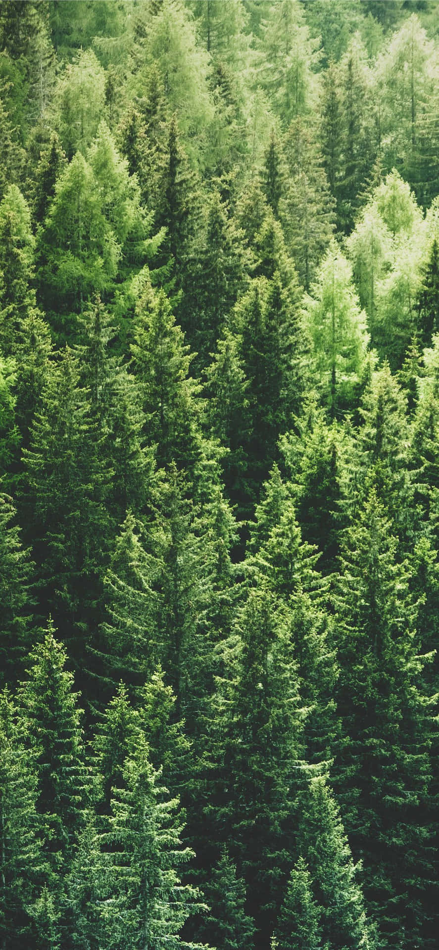 Verdant Pine Forest Density.jpg Wallpaper