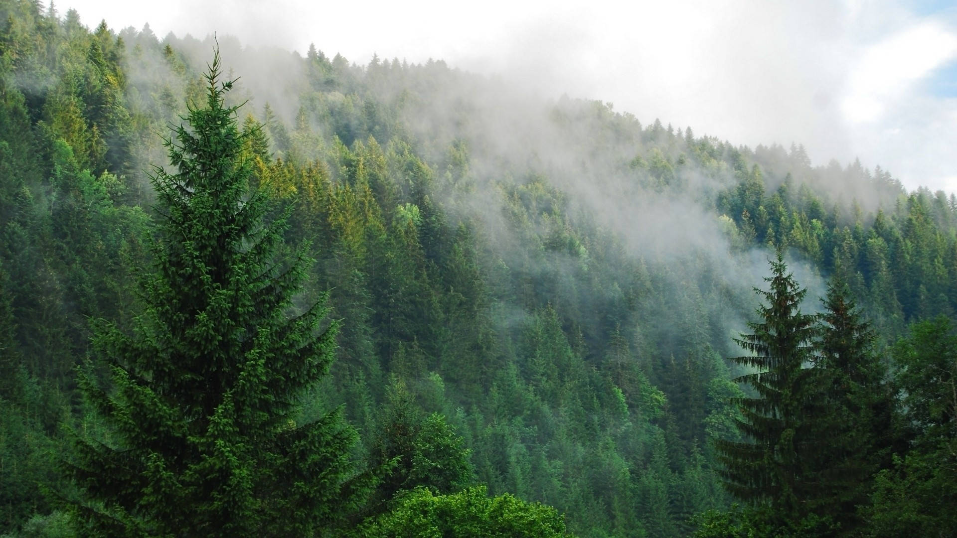 Pini Verdeggianti Nella Foresta Nebbiosa Sfondo