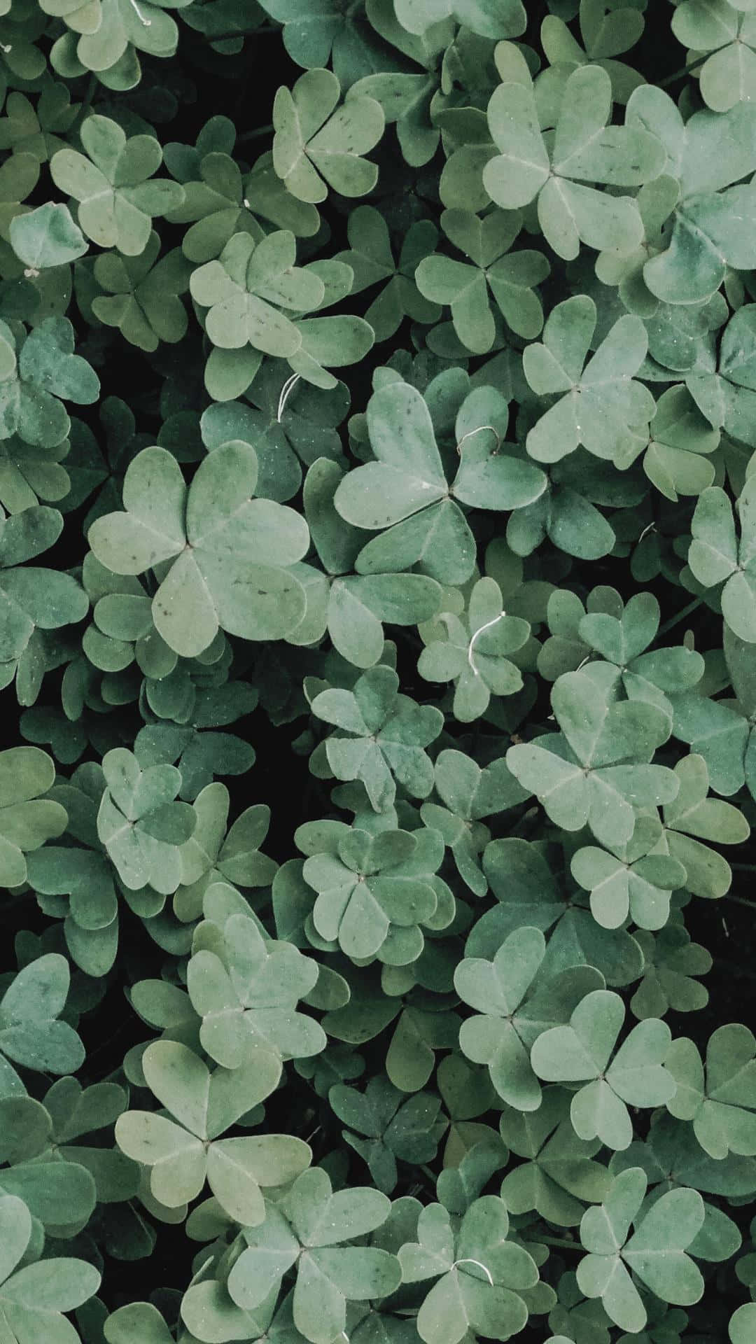 Verdant Shamrock Pattern Wallpaper