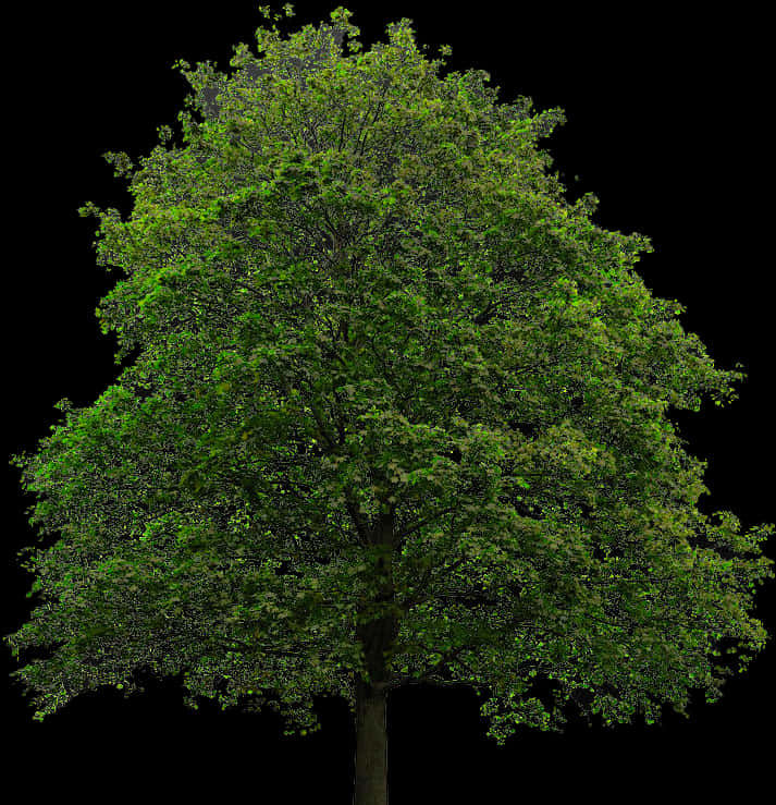 Verdant Tree Isolatedon Black Background PNG