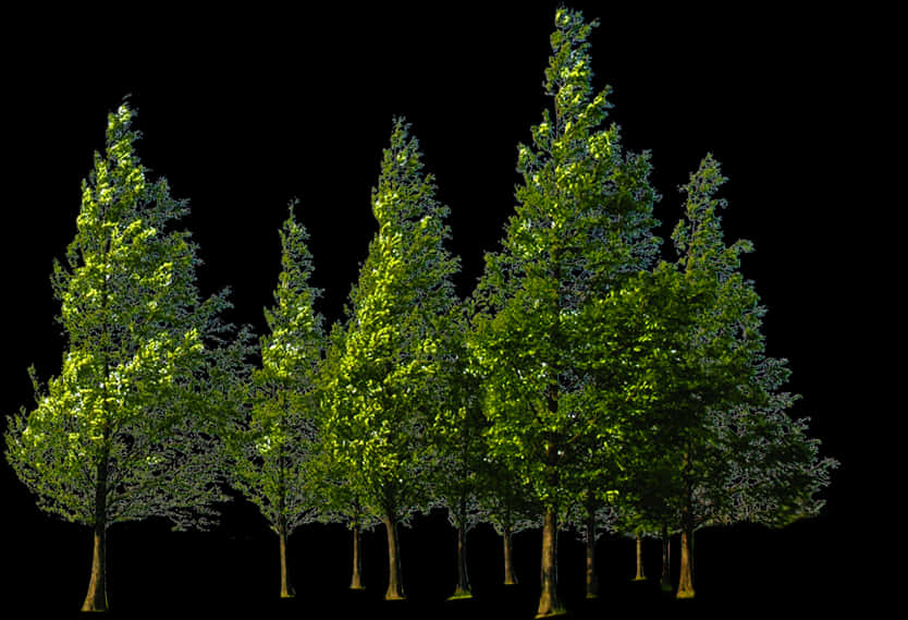 Verdant Trees Against Black Background PNG