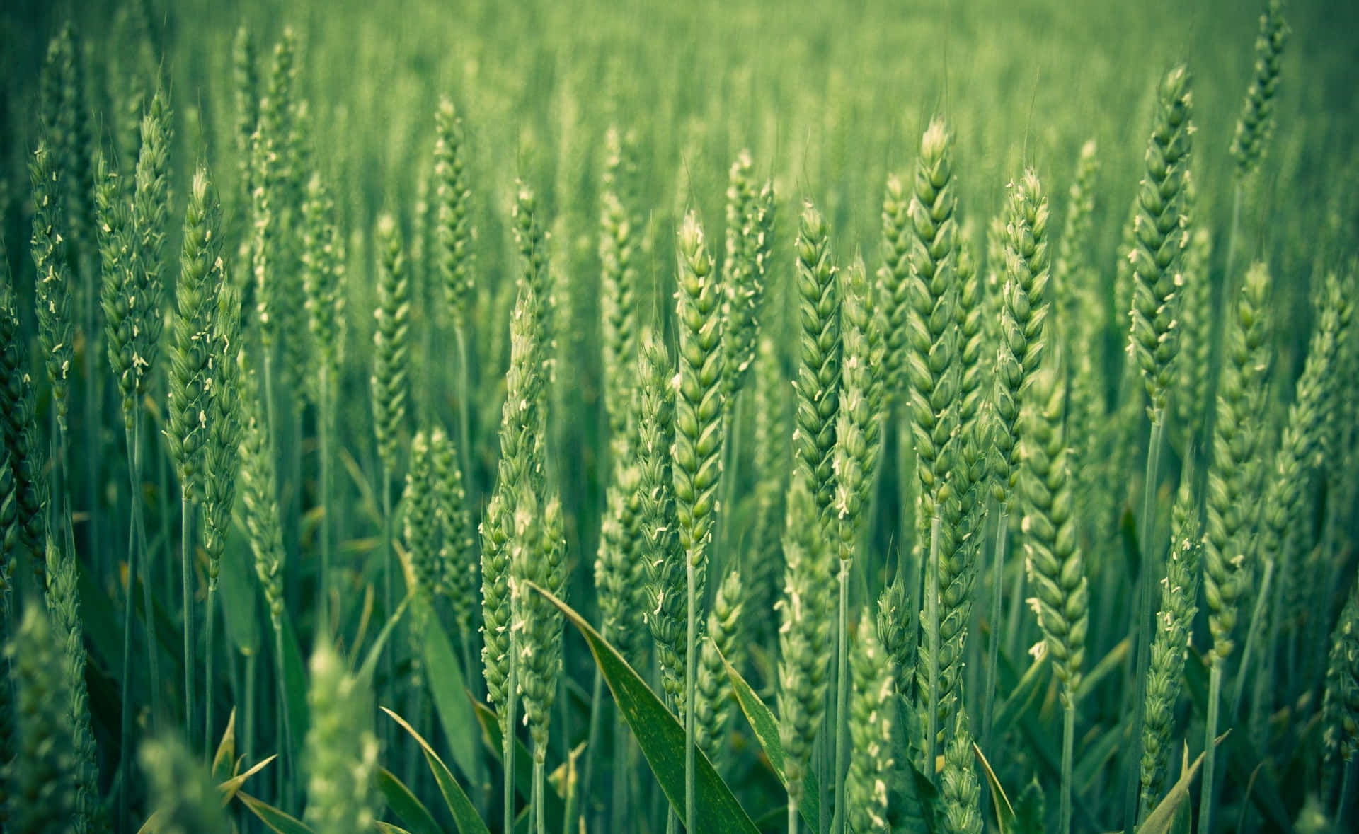 Verdant Wheat Field Closeup Wallpaper