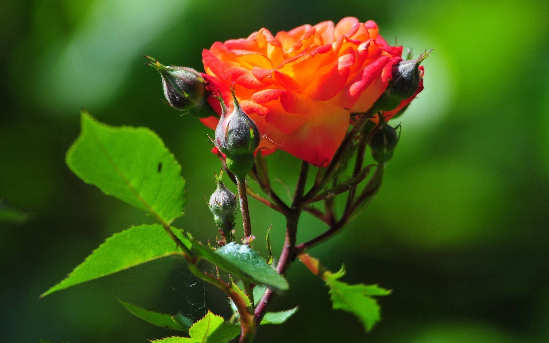 Verdens Smukkeste Blomster Orange Rose Wallpaper