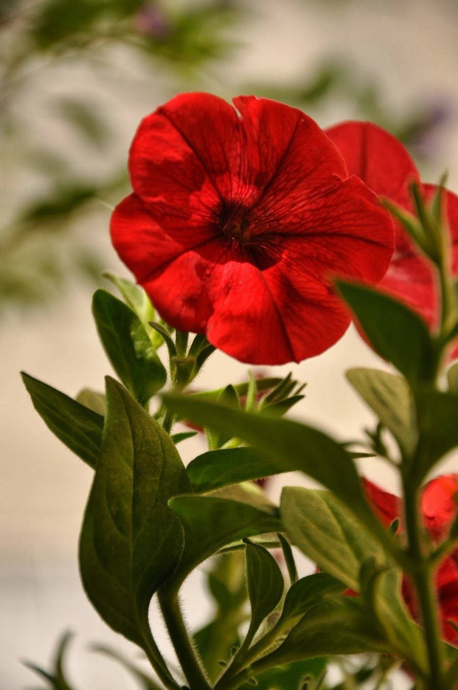 Verdens Smukkeste Blomster Rød Petunia Wallpaper