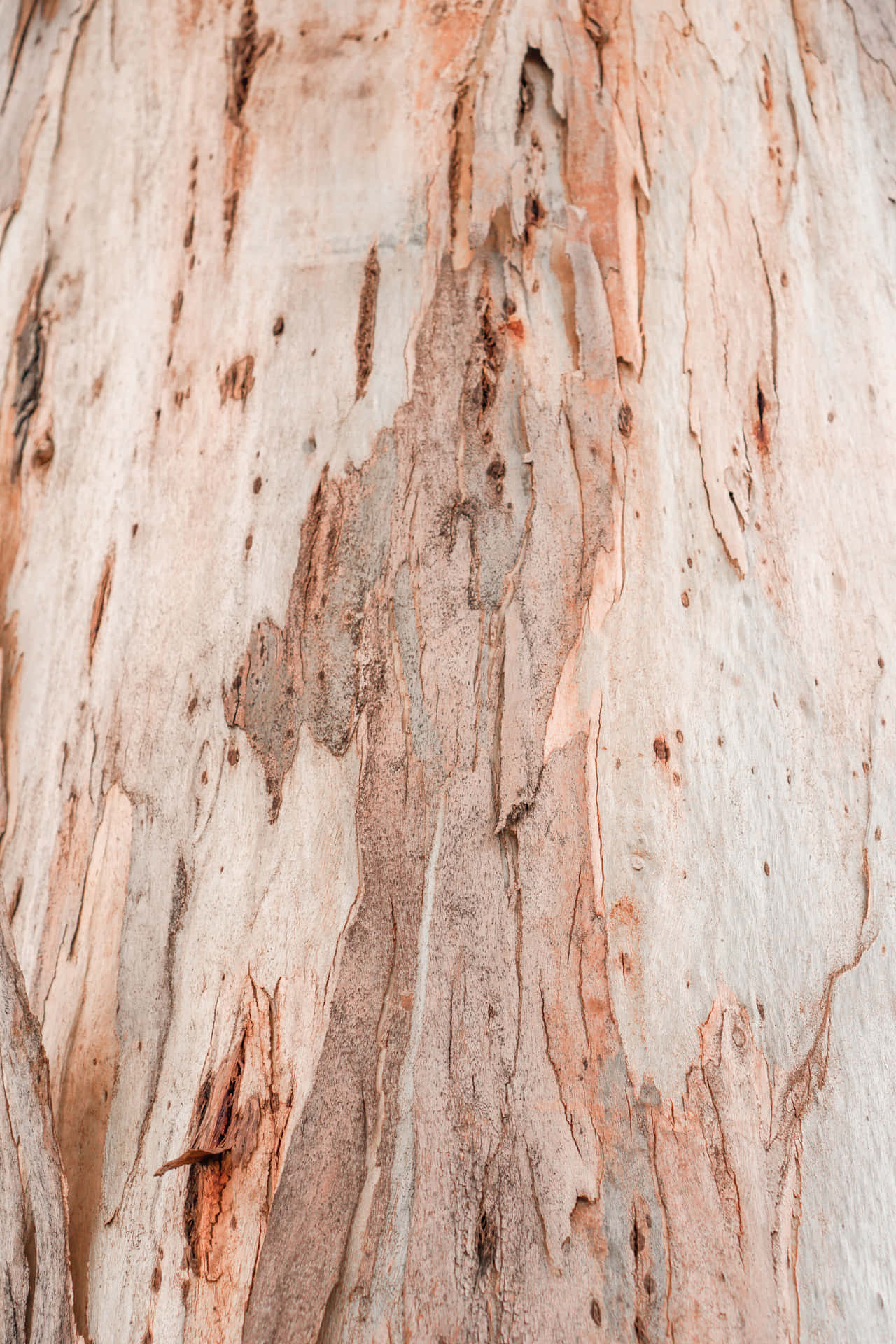 Et tæt billede af et træs bark