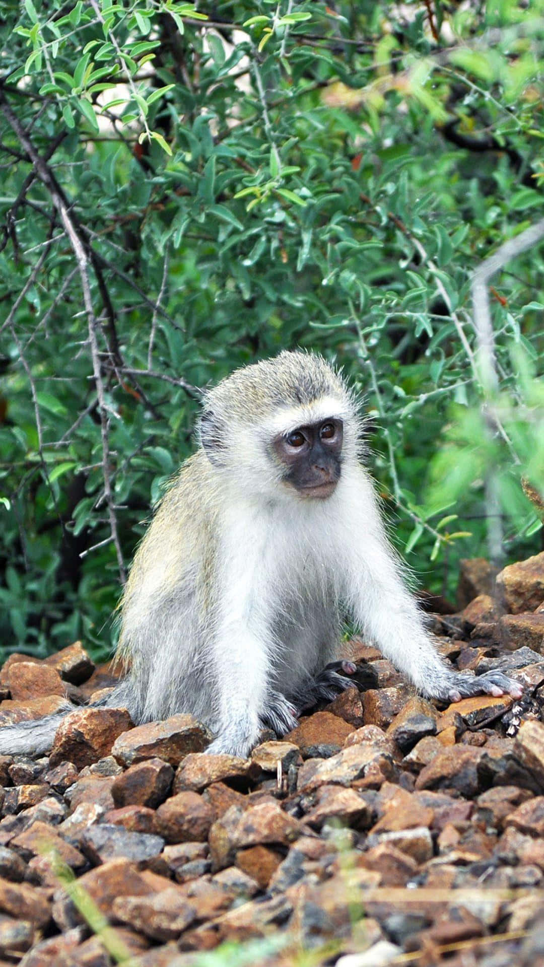 Vervet_ Monkey_in_ Natural_ Habitat.jpg Wallpaper