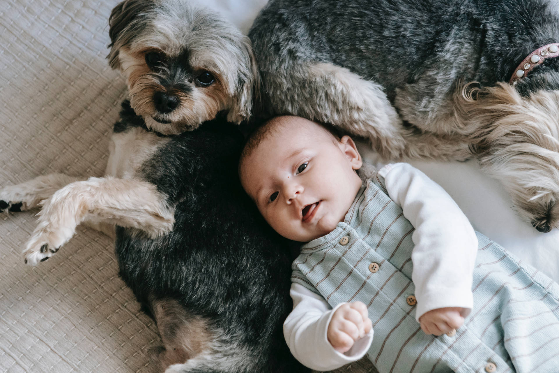 Sehrsüßes Baby Mit Hunden Wallpaper