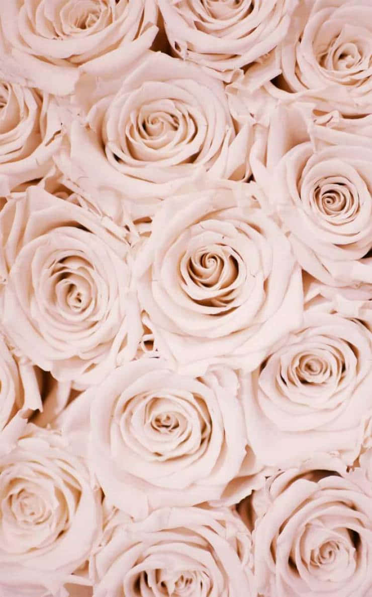 Very Stunning Compilation Of Pink Roses Wallpaper