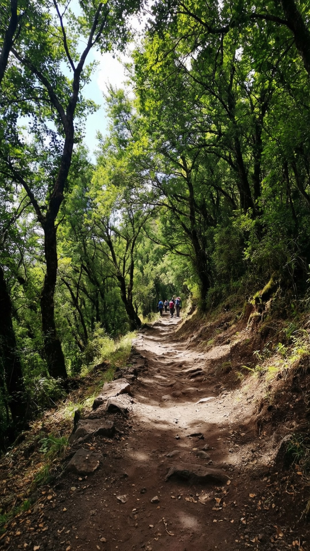 Vesuvius Waldweg Wallpaper
