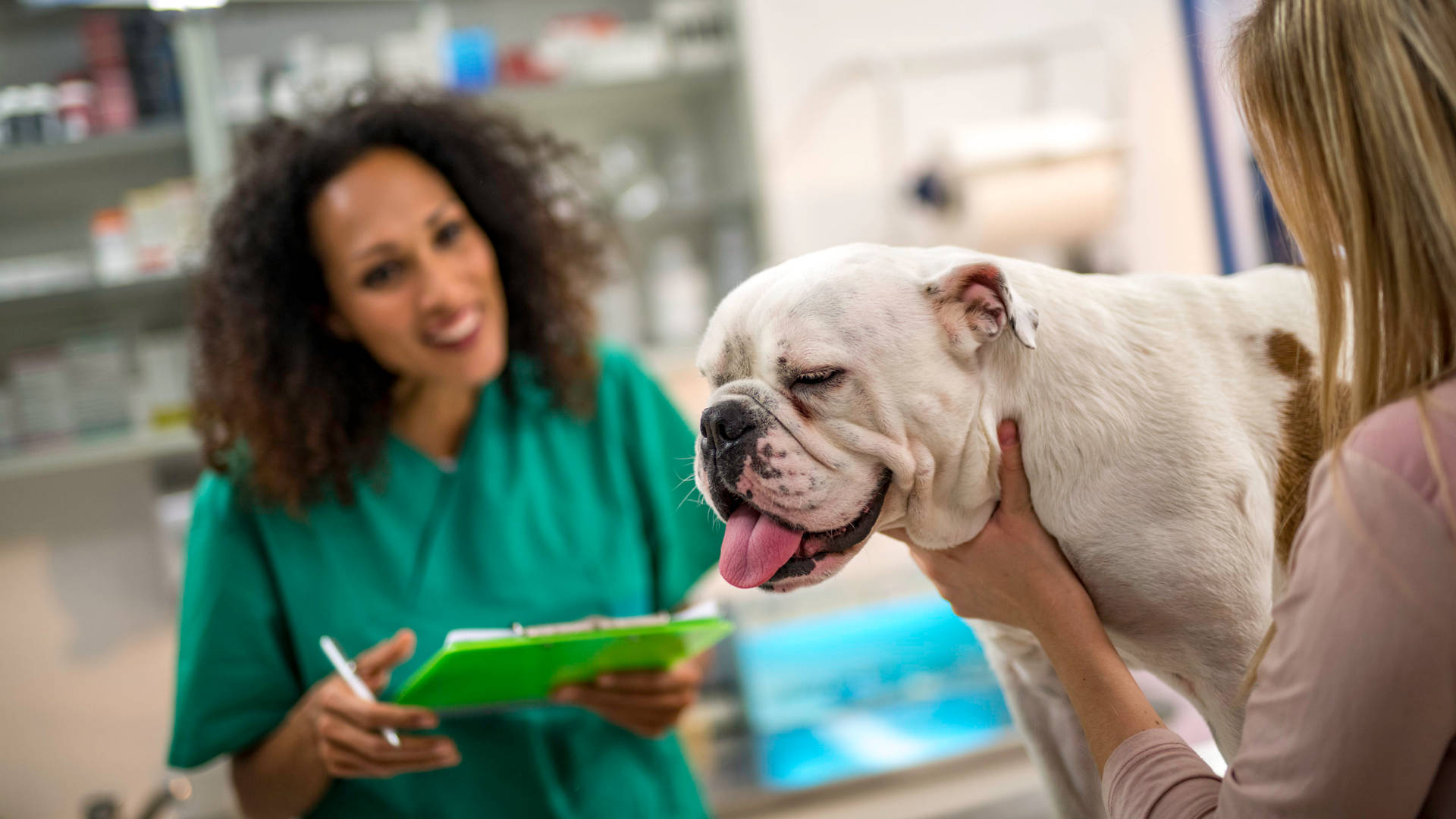 Veterinarian Checking American Bulldog Wallpaper