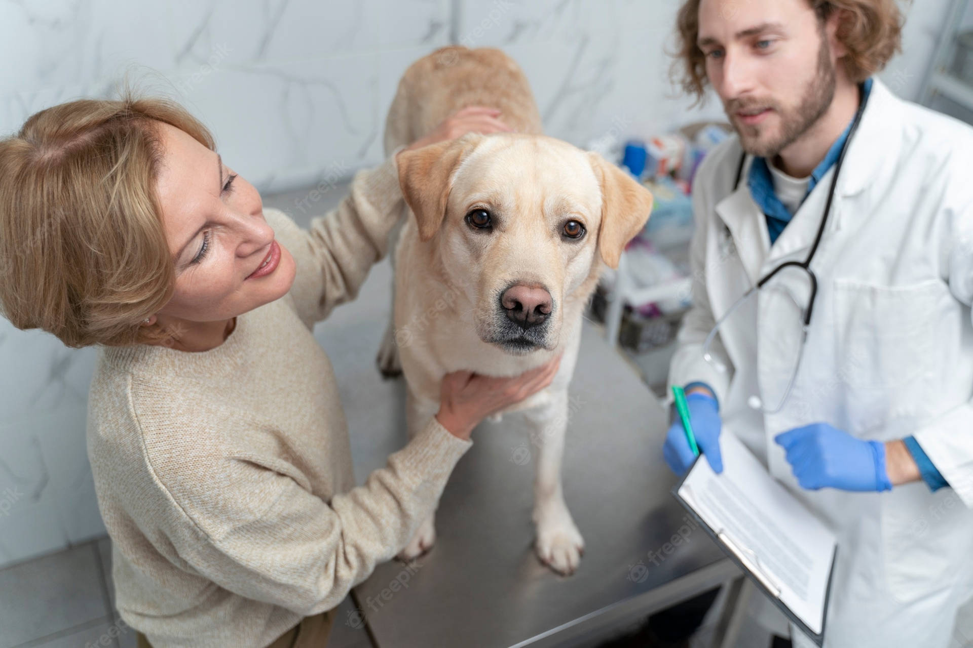 Veterinarian Checking Up On Golden Labrador Retriever Wallpaper