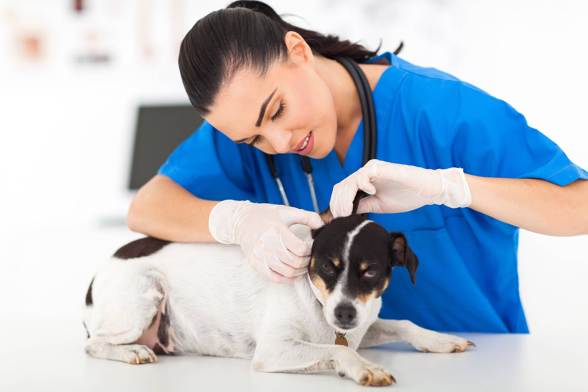 Veterinarian Checks Dog's Ears Wallpaper