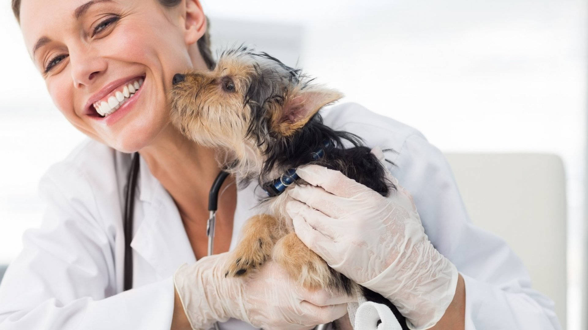 Veterinarian Getting Licked By Terrier Wallpaper