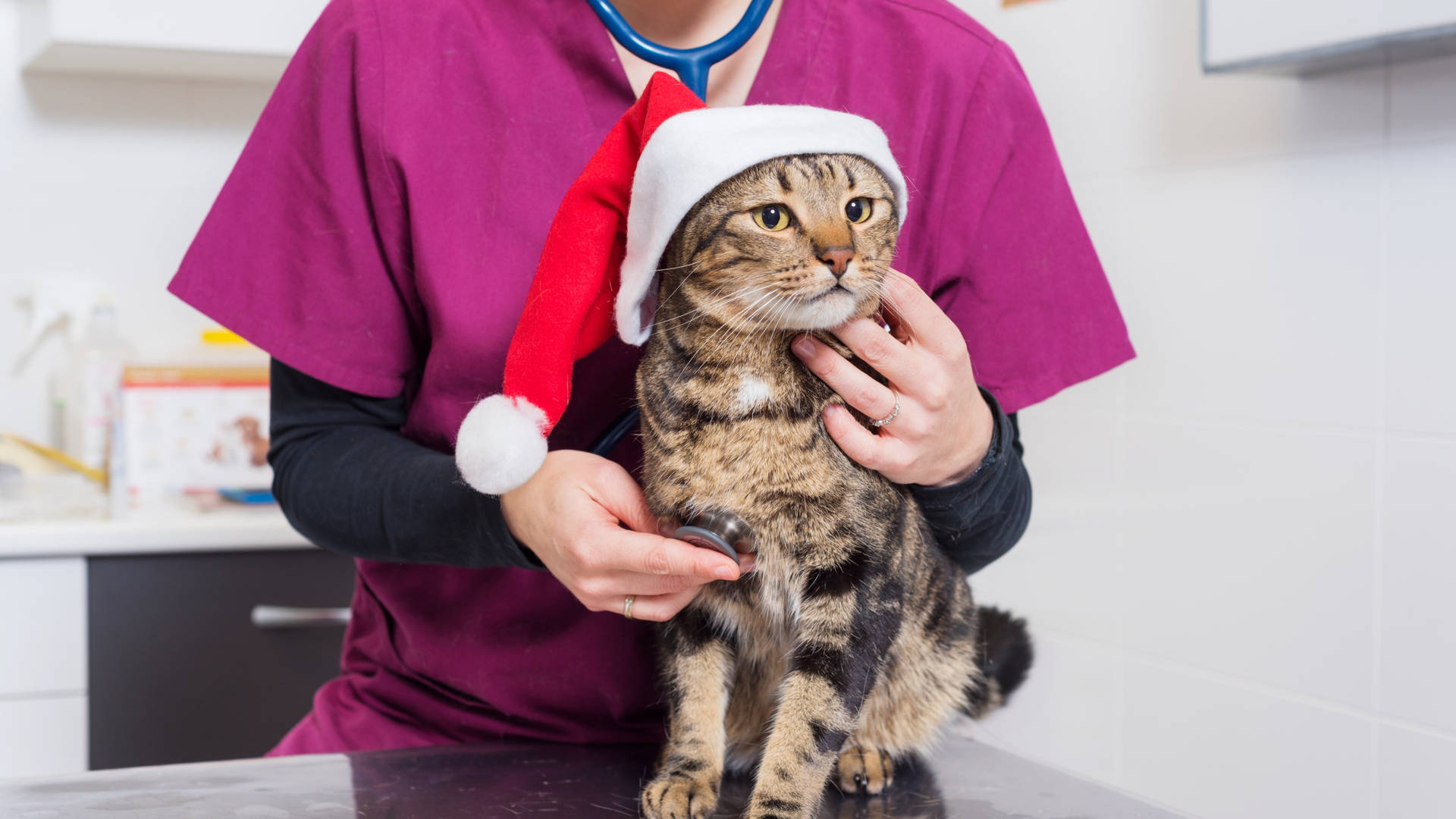Veterinarian Holding Santa Hat Cat Background