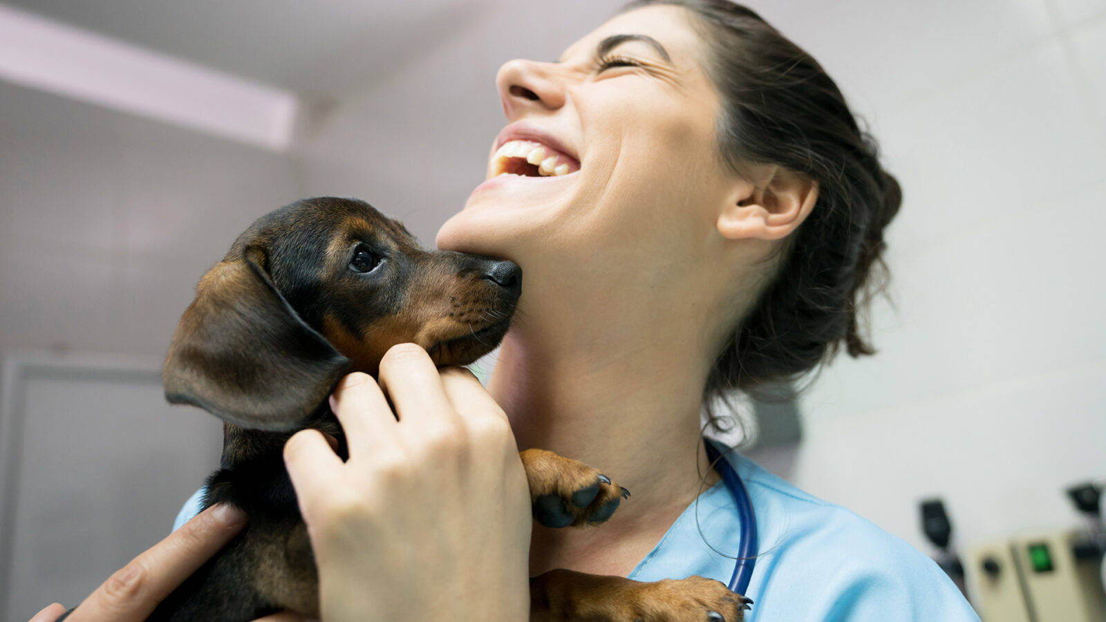 Veterinarian Laughing Holding Dachschund Puppy Wallpaper