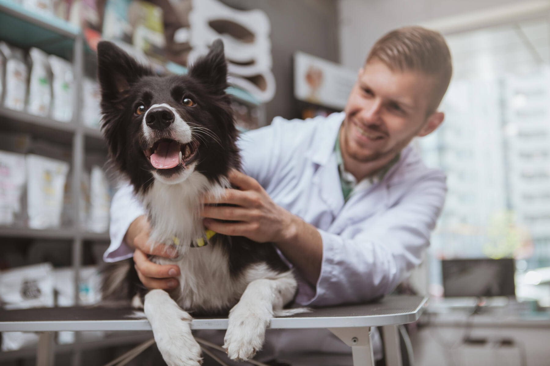 Veterinarian Smiling With Border Collie Wallpaper