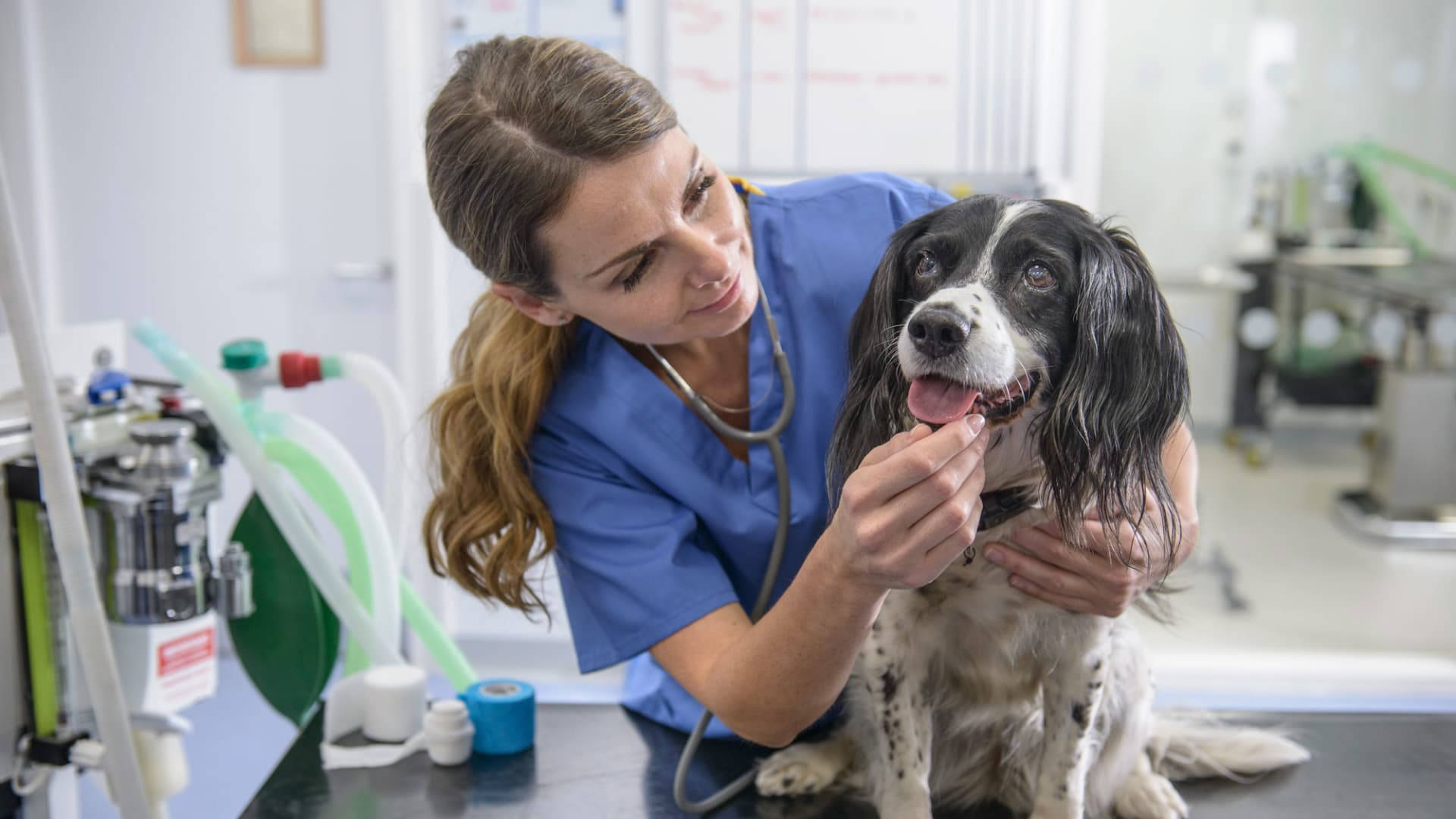Veterinarian Treating A Dog's Mouth Wallpaper