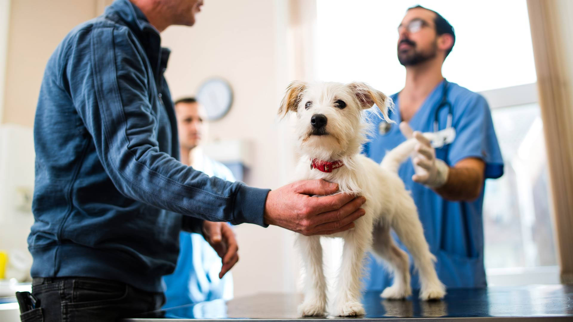 Veterinarian Treating White Terrier Wallpaper