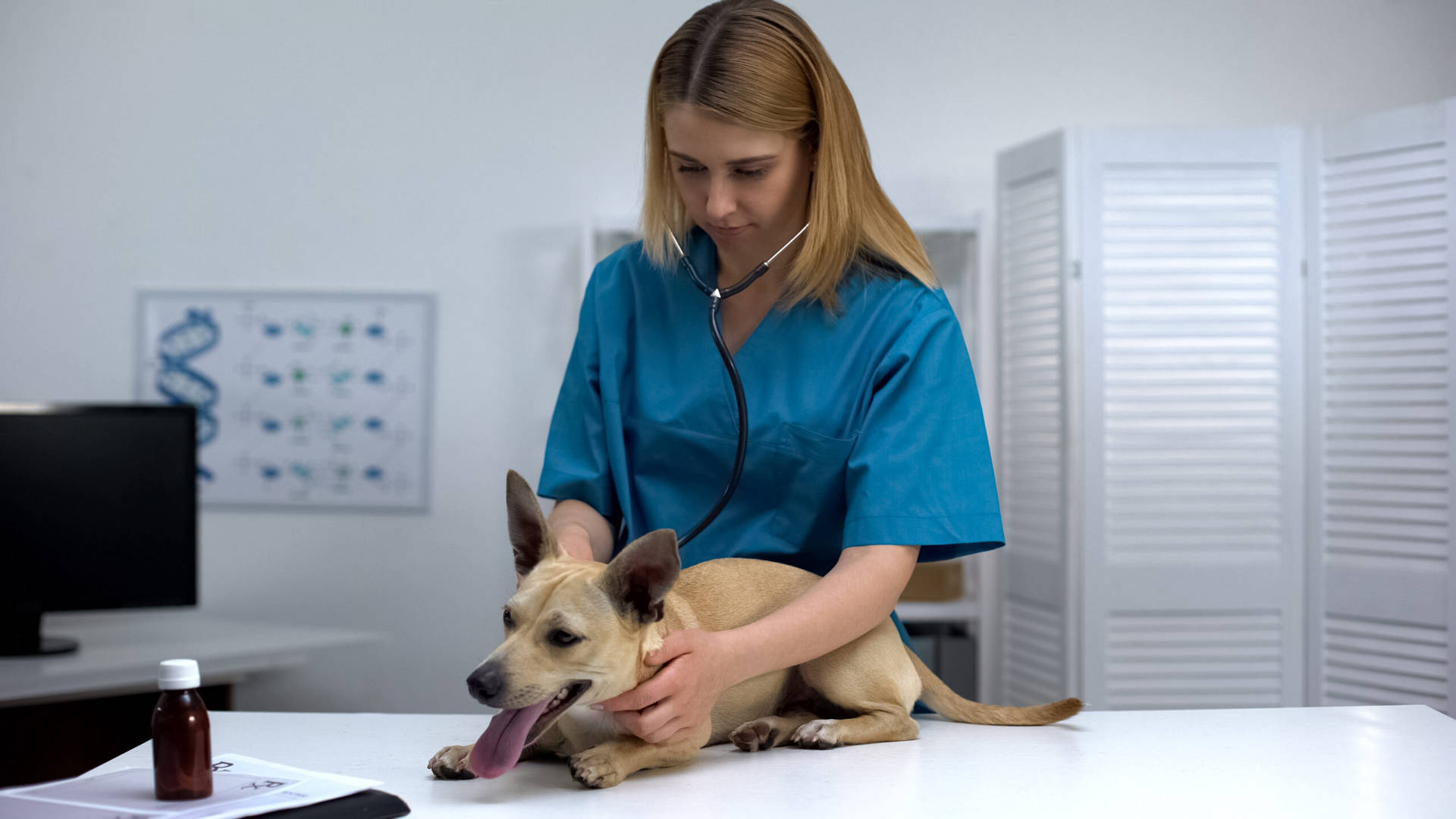 Veterinarian Treats Australian Dog Breed Wallpaper