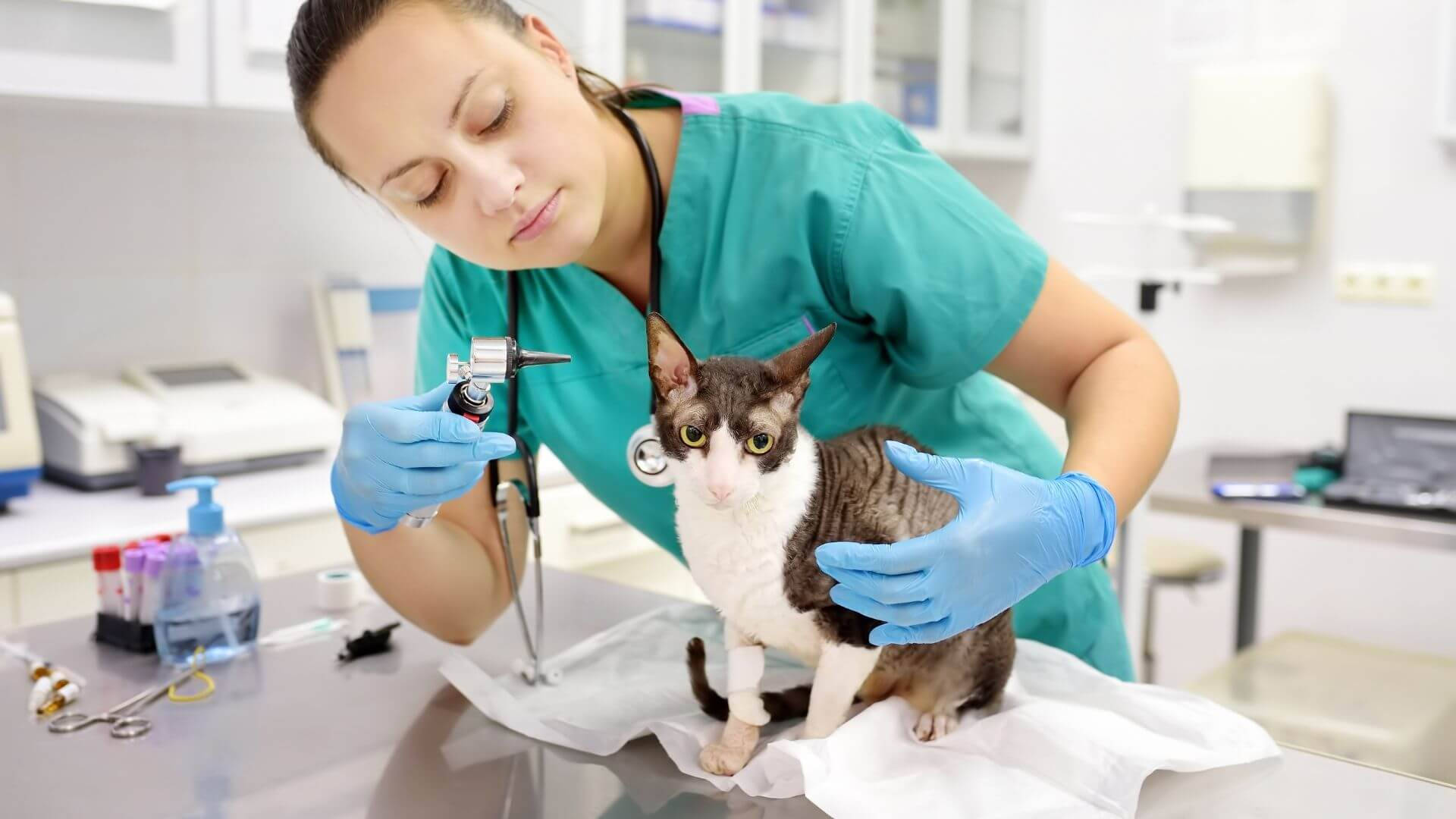 Veterinarian Treats Cat With Otoscope Wallpaper