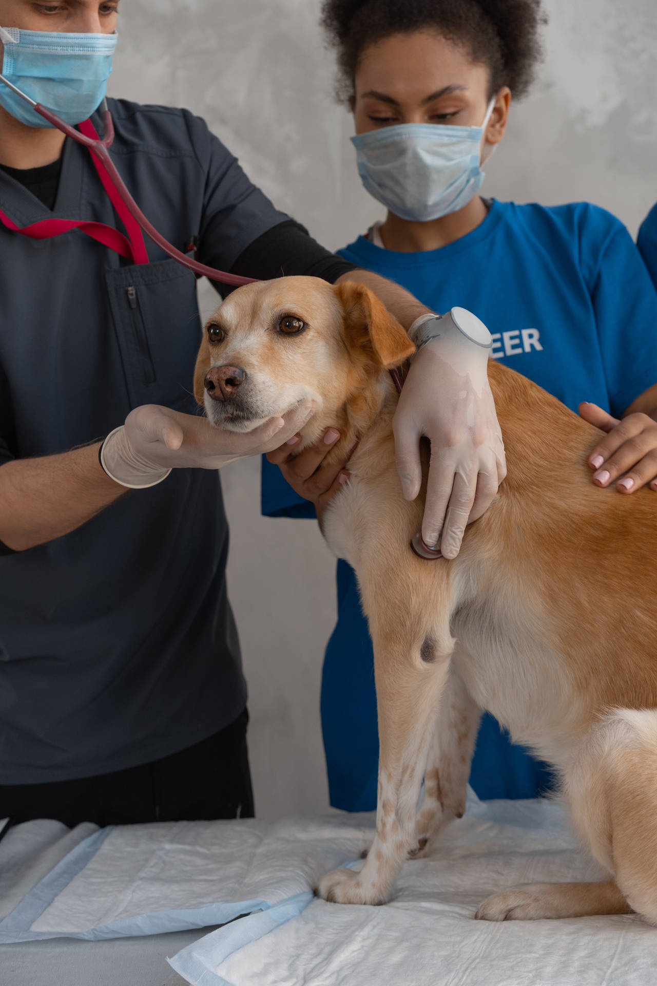 Veterinarians Treating Brown Dog Wallpaper