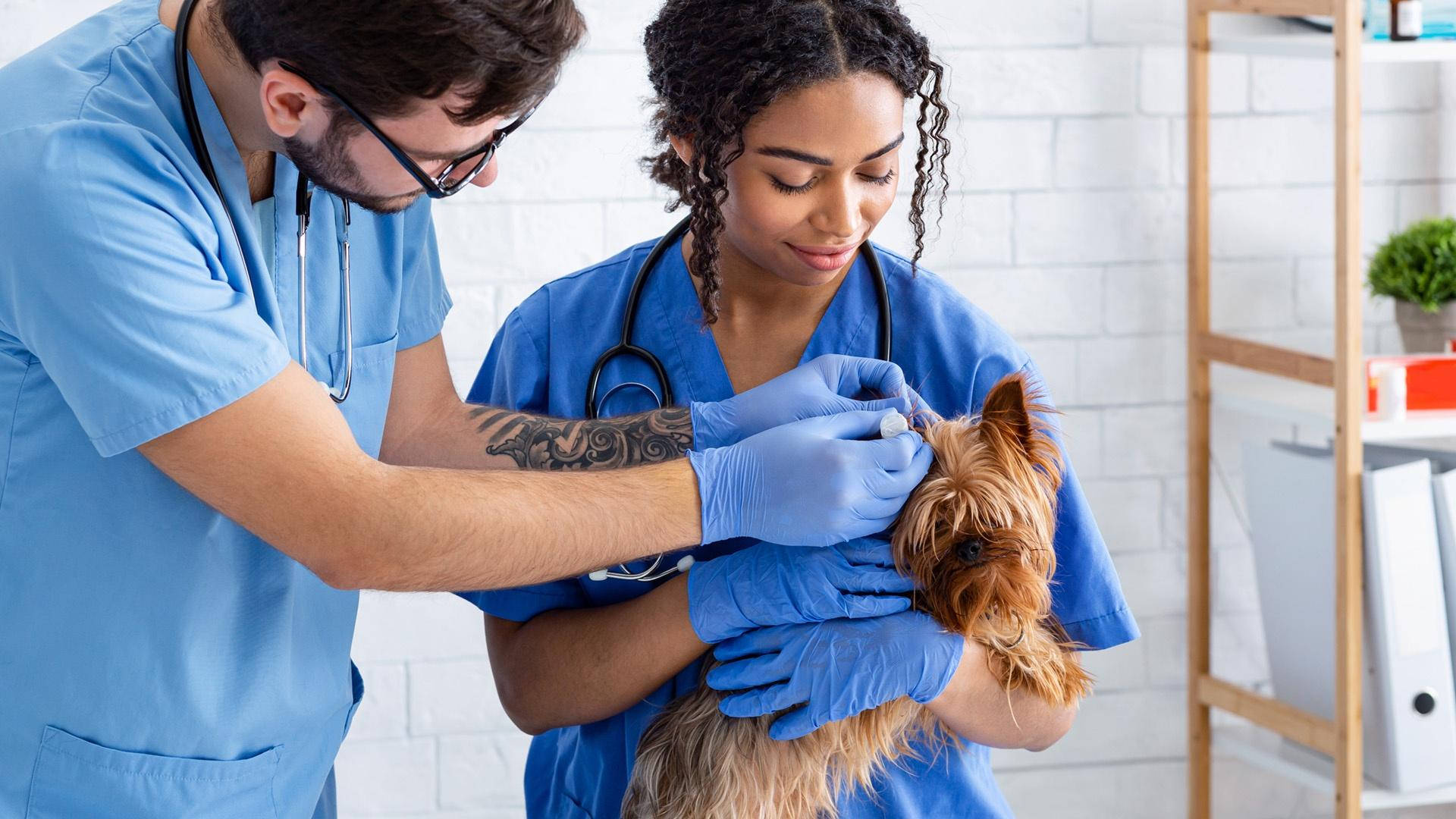 Veterinarians Treating Brown Terrier Wallpaper