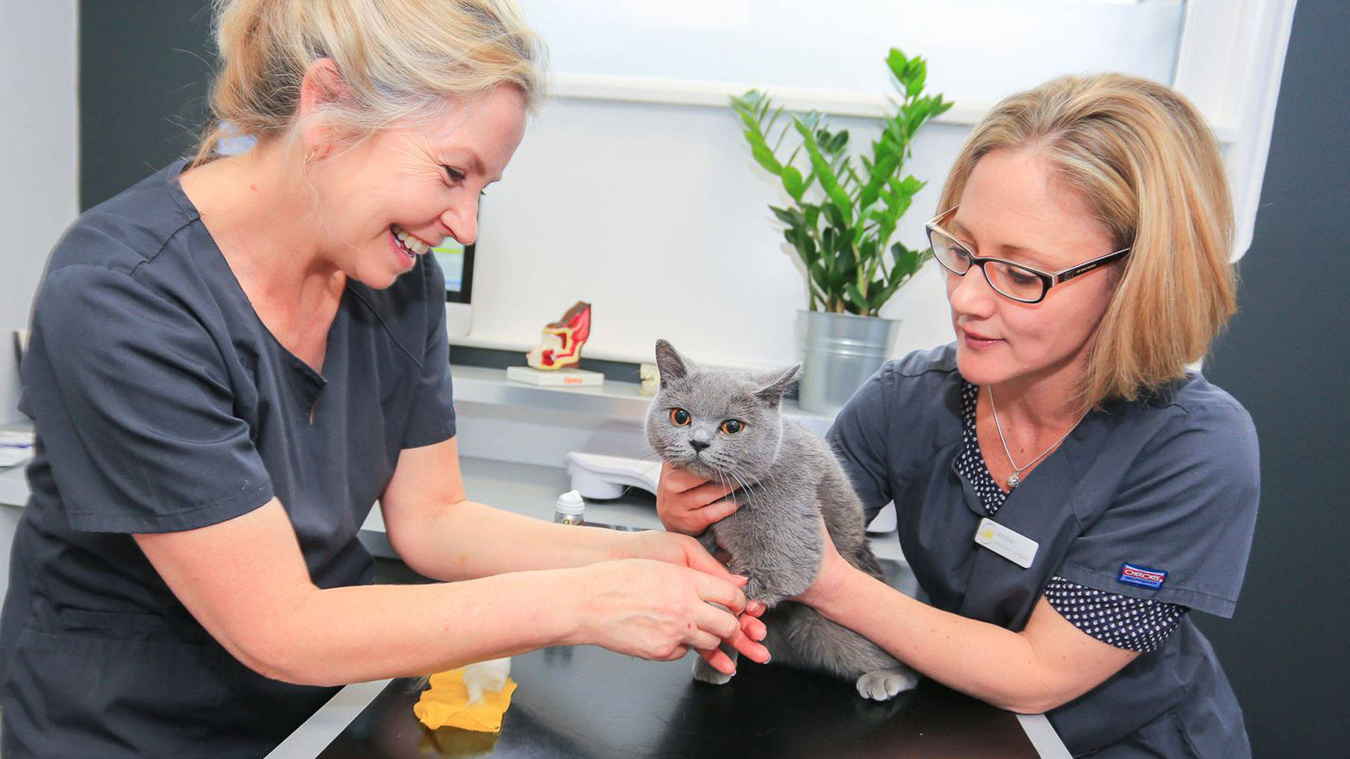 Veterinarians Treating Grey Cat Background