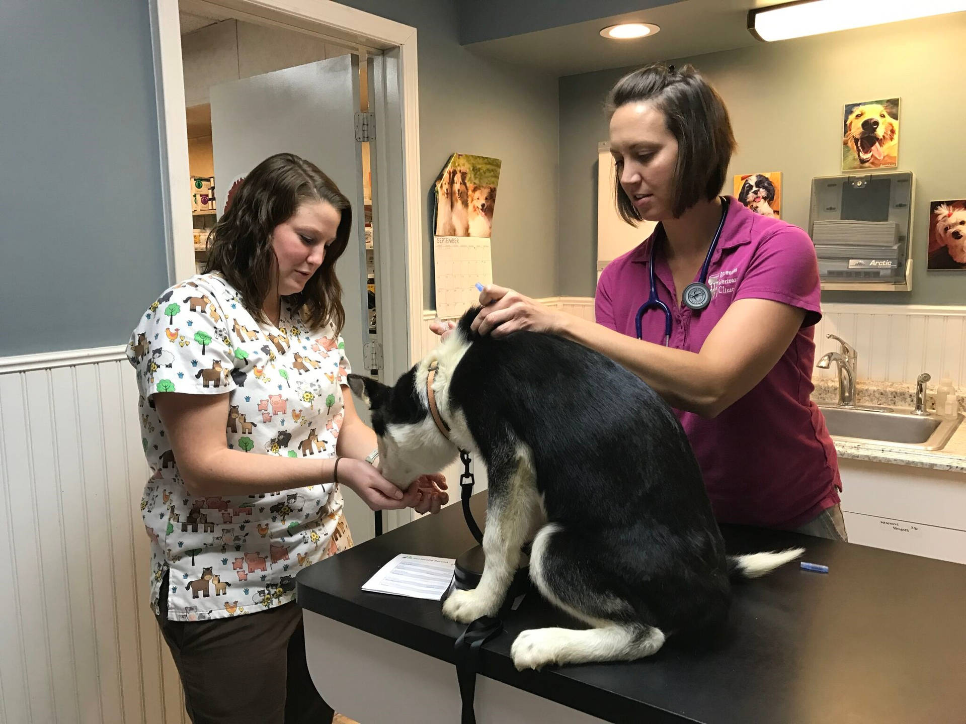 Veterinarians Treating Husky Wallpaper