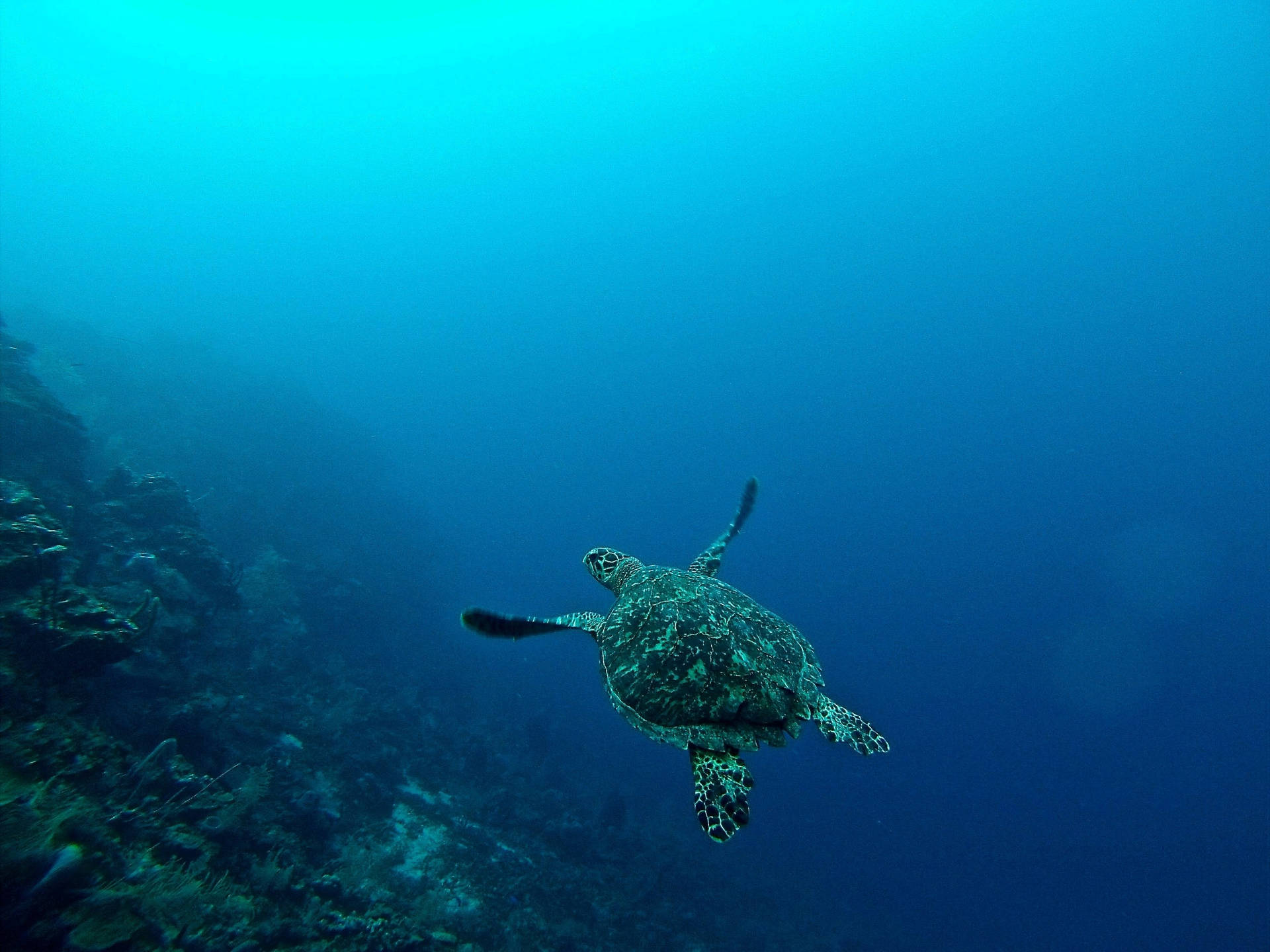 Vibey Deep Sea Turtle Wallpaper