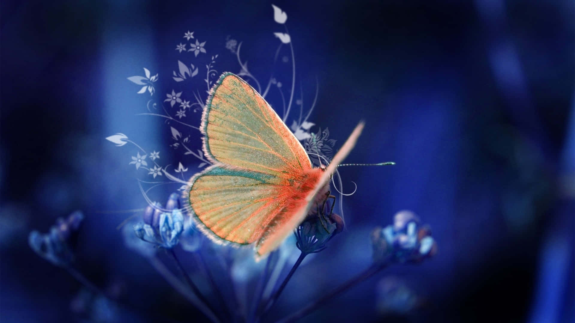 Vibrant 4k Butterfly Image Wallpaper